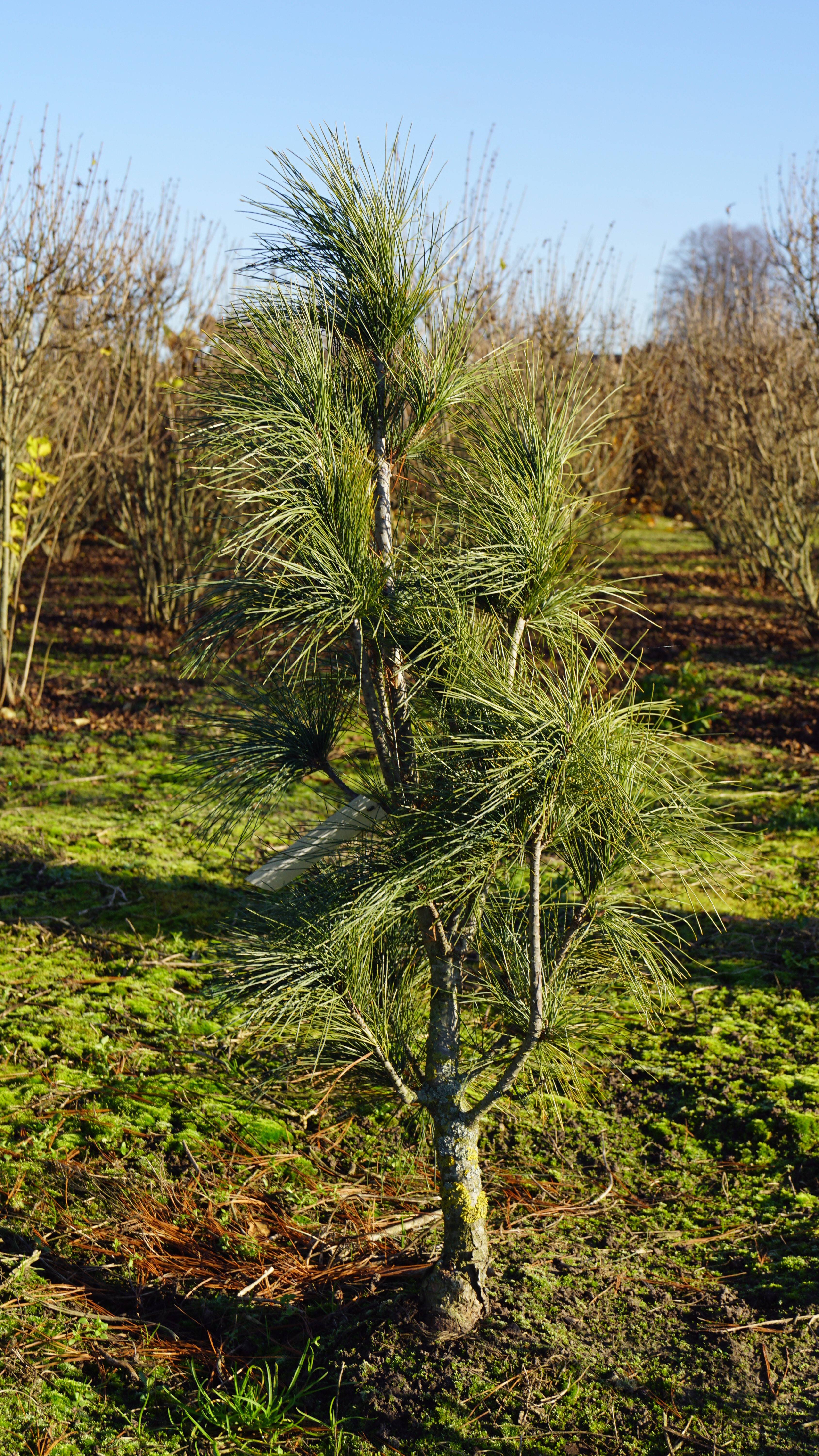 Pinus strobus 'Stowe Pillar' (5)